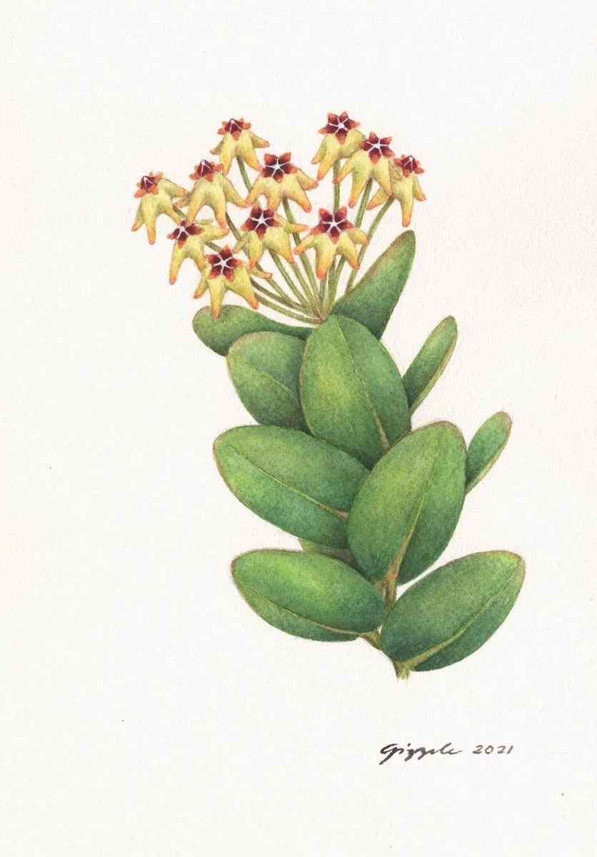 Cuming’s Wax Vine, 2021 Watercolor on paper, 7”x10”