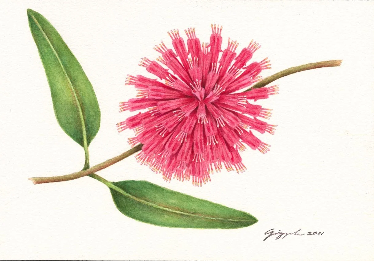 Curran's Mistletoe, 2021
Watercolor on paper, 7”x10”