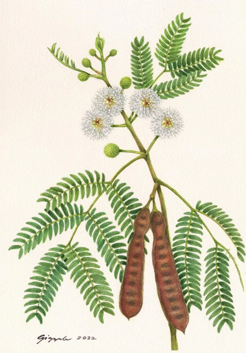 Ipil-ipil, 2022 Watercolor on paper, 7”x10”