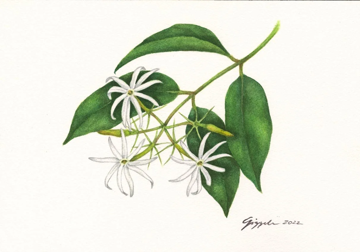 Angel's Wing Jasmine, 2022 Watercolor on paper, 7”x10”