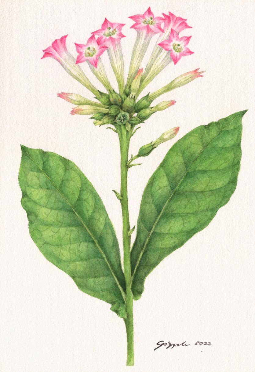 Tabako, 2022 Watercolor on paper, 7”x10”