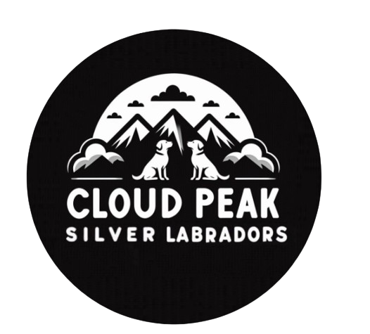 Cloud Peak Silver Labradors 