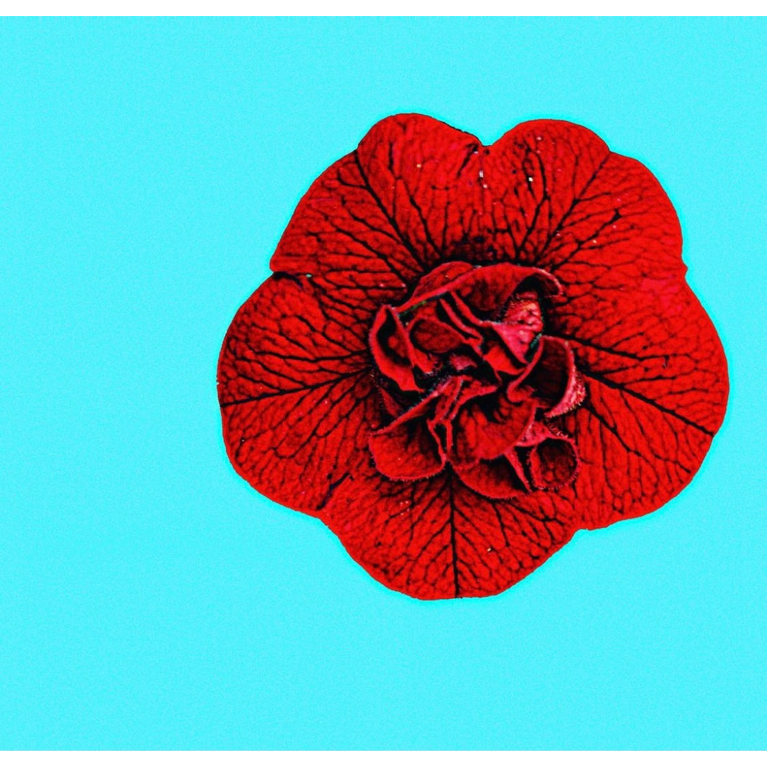 Red Blossom