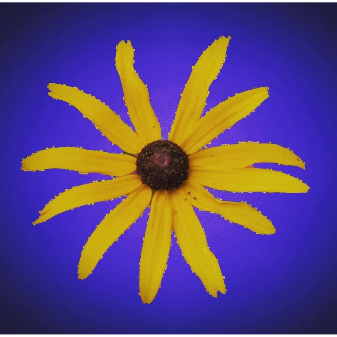 "Yellow on
Blue Backdrop"