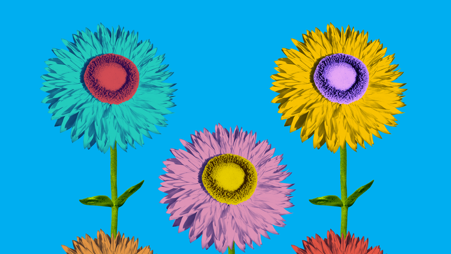 FILO_2015_TELAS_01.png