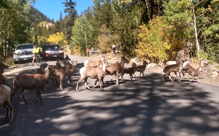 Some Bighorn Sheep. They Love People.