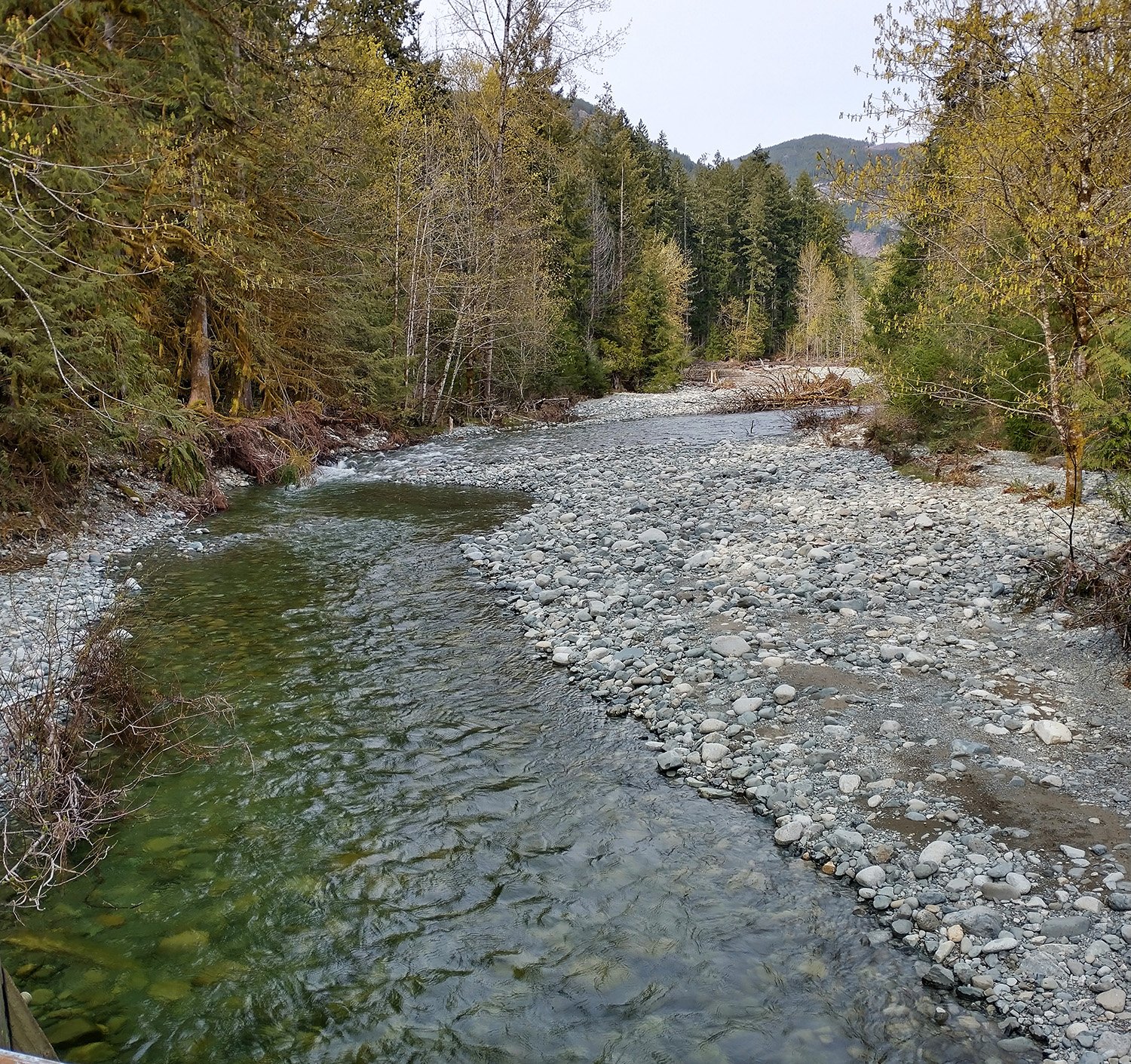  One of the 10 billion gravel rivers that cut through Vancouver Island. 