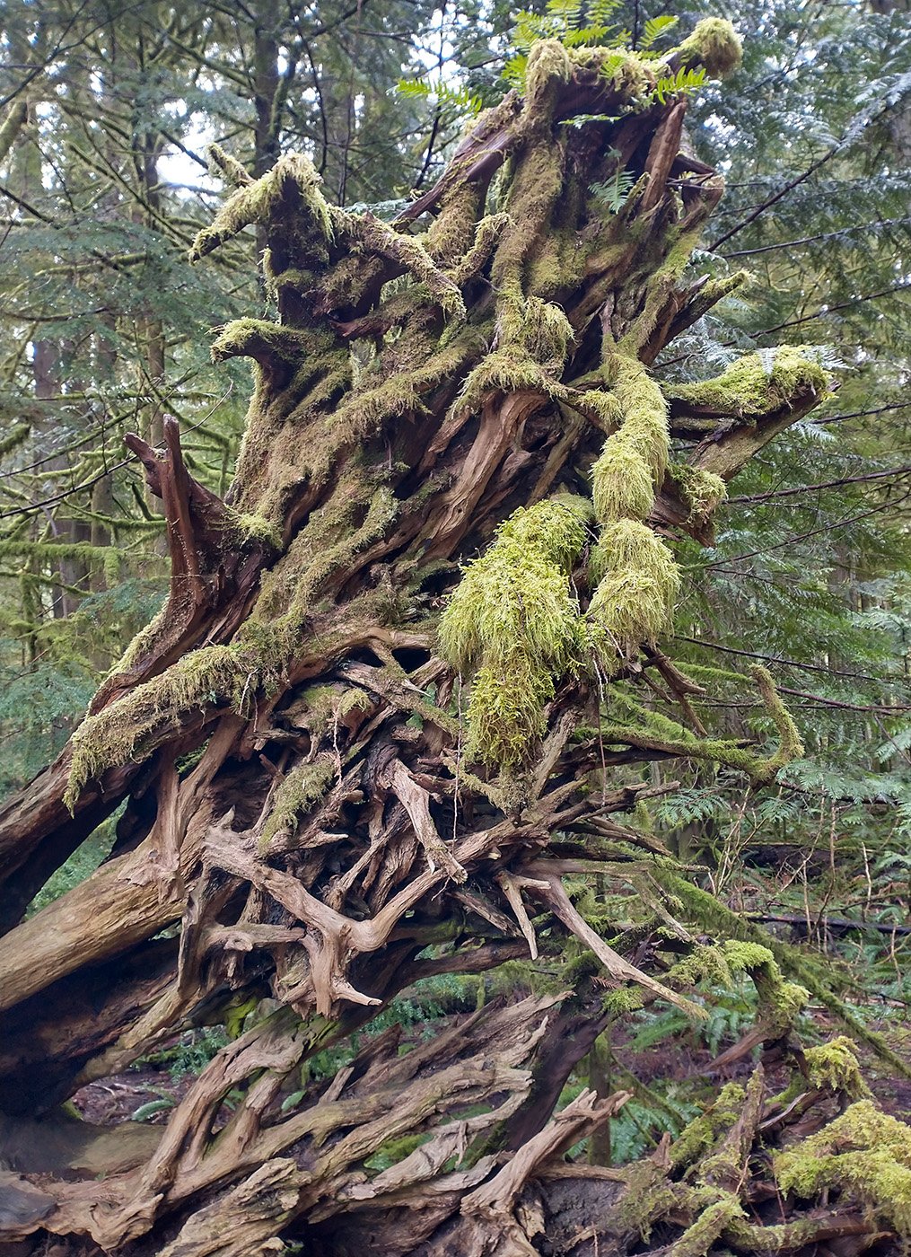  There’s many large fallen redwoods with all sorts of moss growing on them. Moss is also a big theme on Vancouver island. Everything’s covered in moss. 