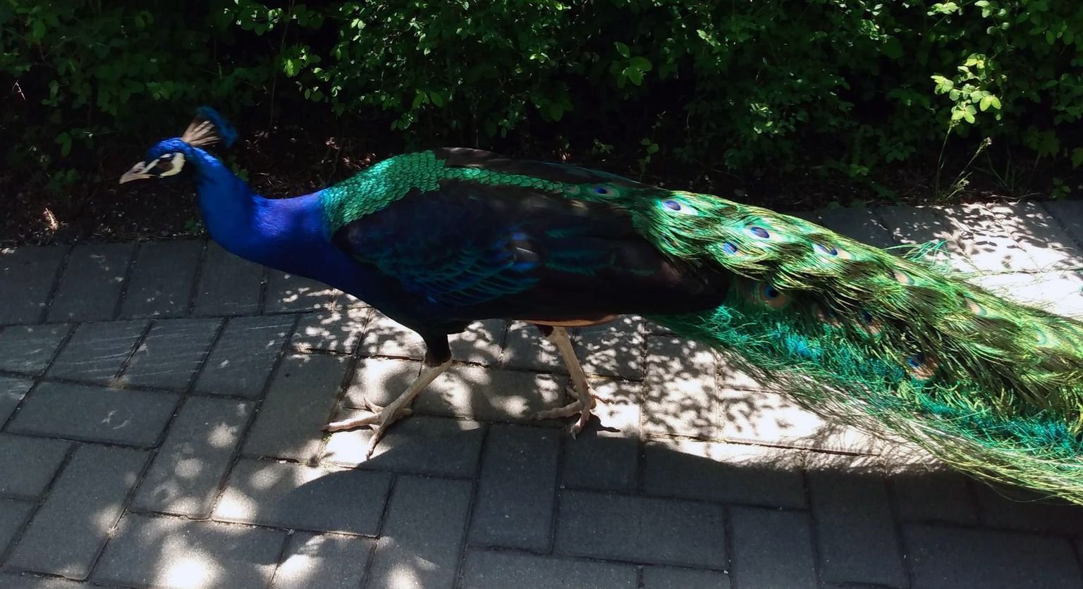  If you want you can pass by Beacon Hill park which has peacocks, for some reason. They are hilariously loud. 