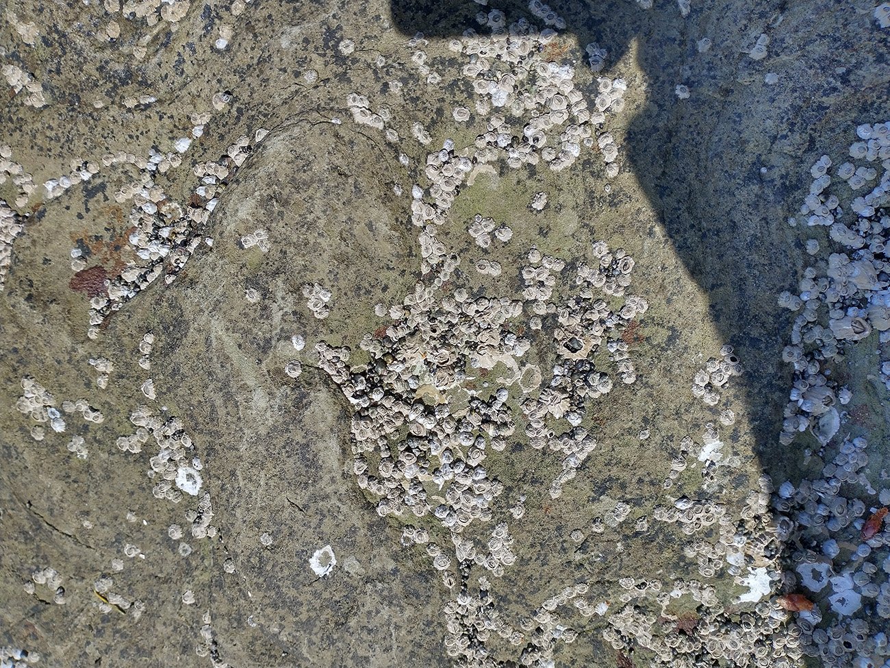 Millions of these barnacles on every rock. 