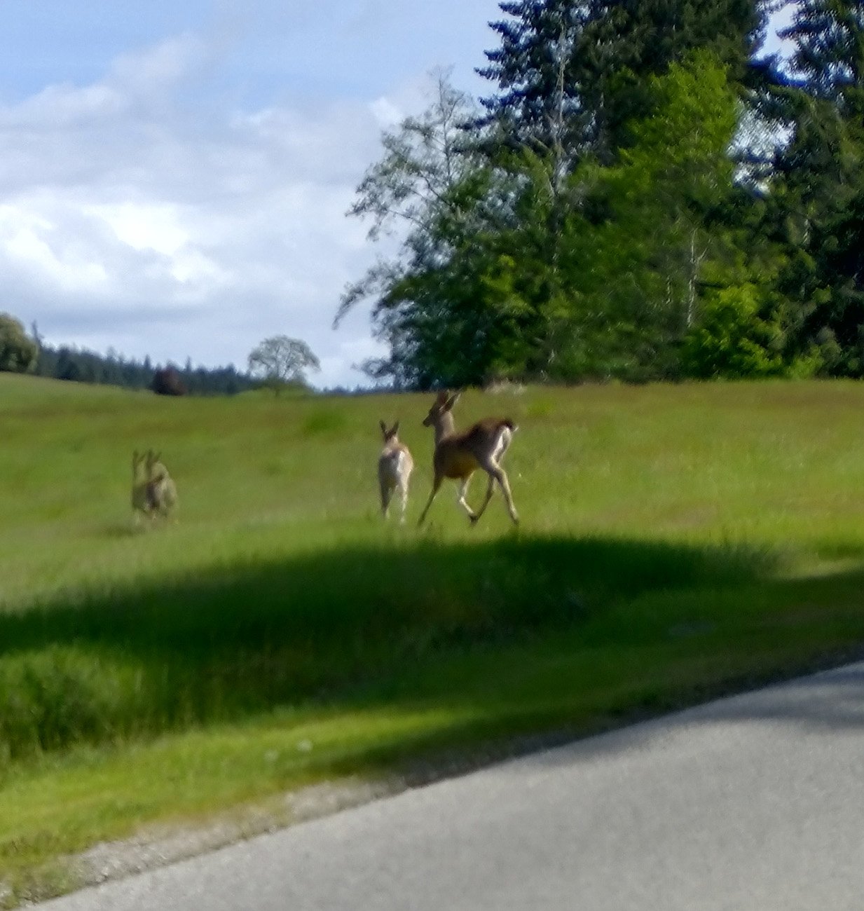 Tried to take a pic while moving as the deer were crossing. Almost..almost. 