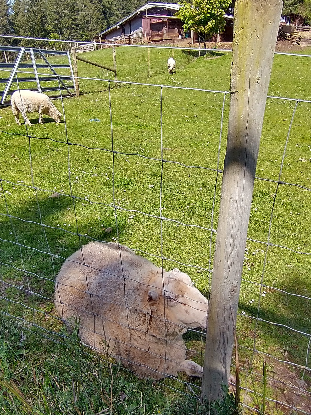 Sheep yearning for freedom. Probably.