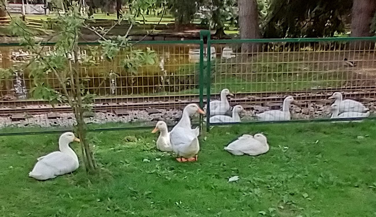 Random ducks. 