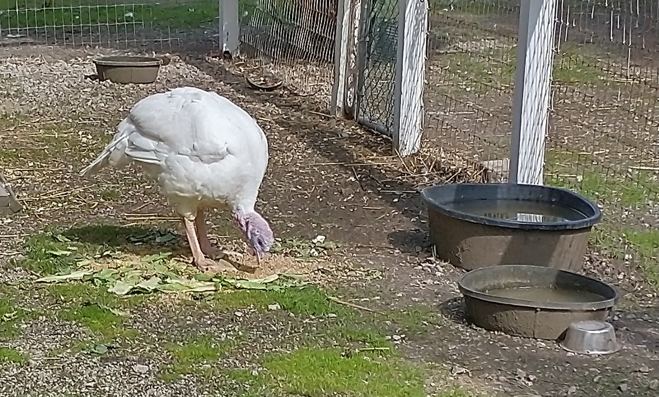 They make white turkeys now, did you know?