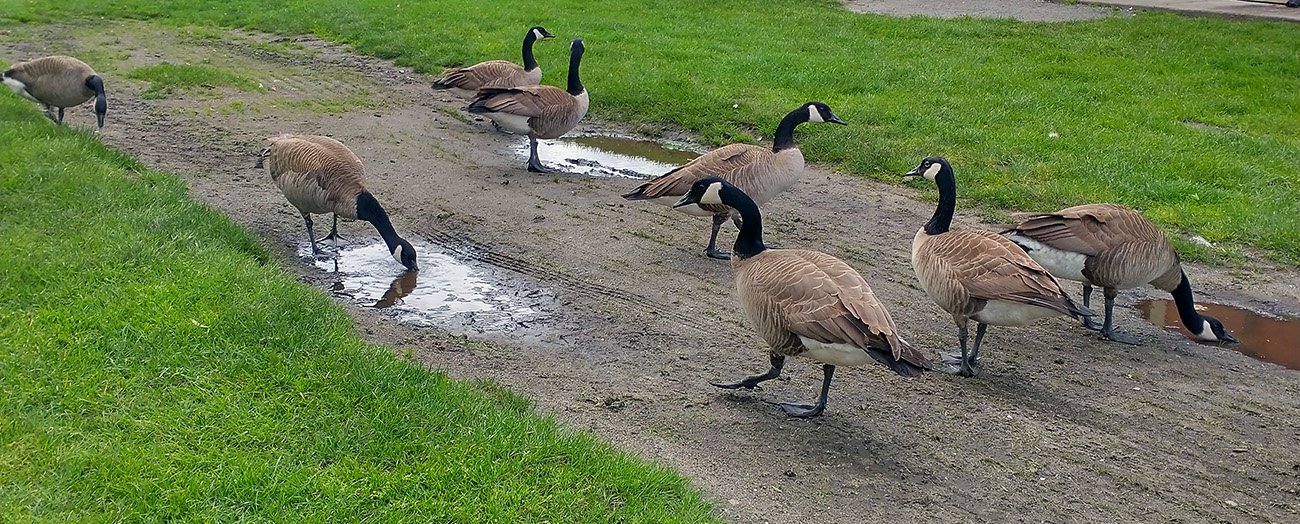 Small dog owners love the Canada geese, they get to blame the poops on them. 