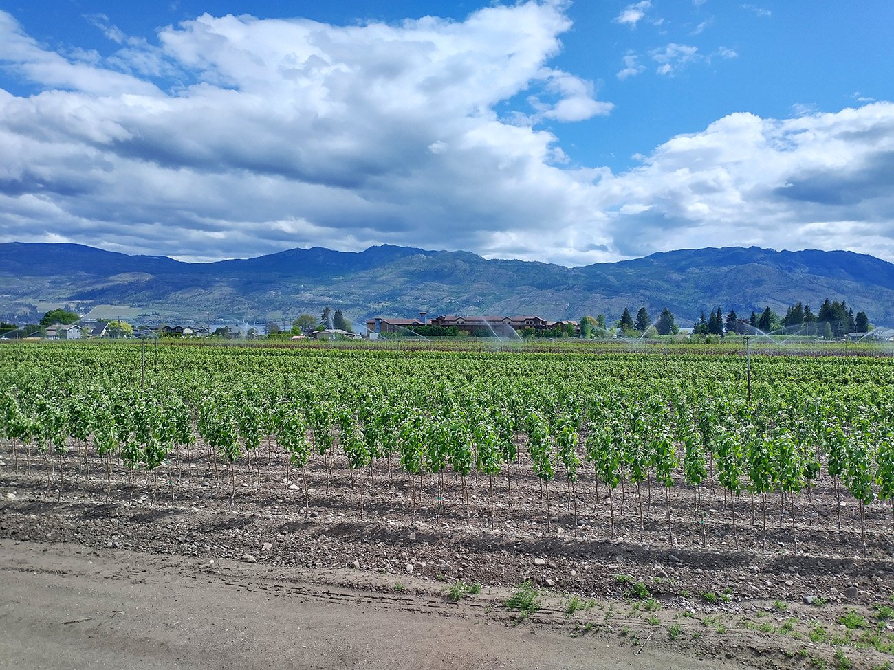 West Kelowna and Kelowna have several regions with huge vineyards and orchards.