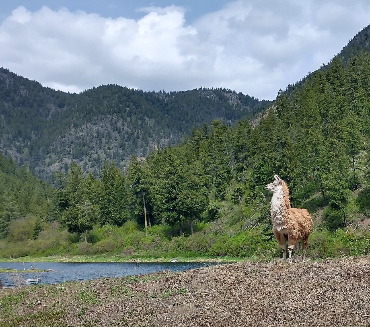 Then this majestic Guard Llama crested the hill and started giving me the stink eye as I took pictures of baby goats. 