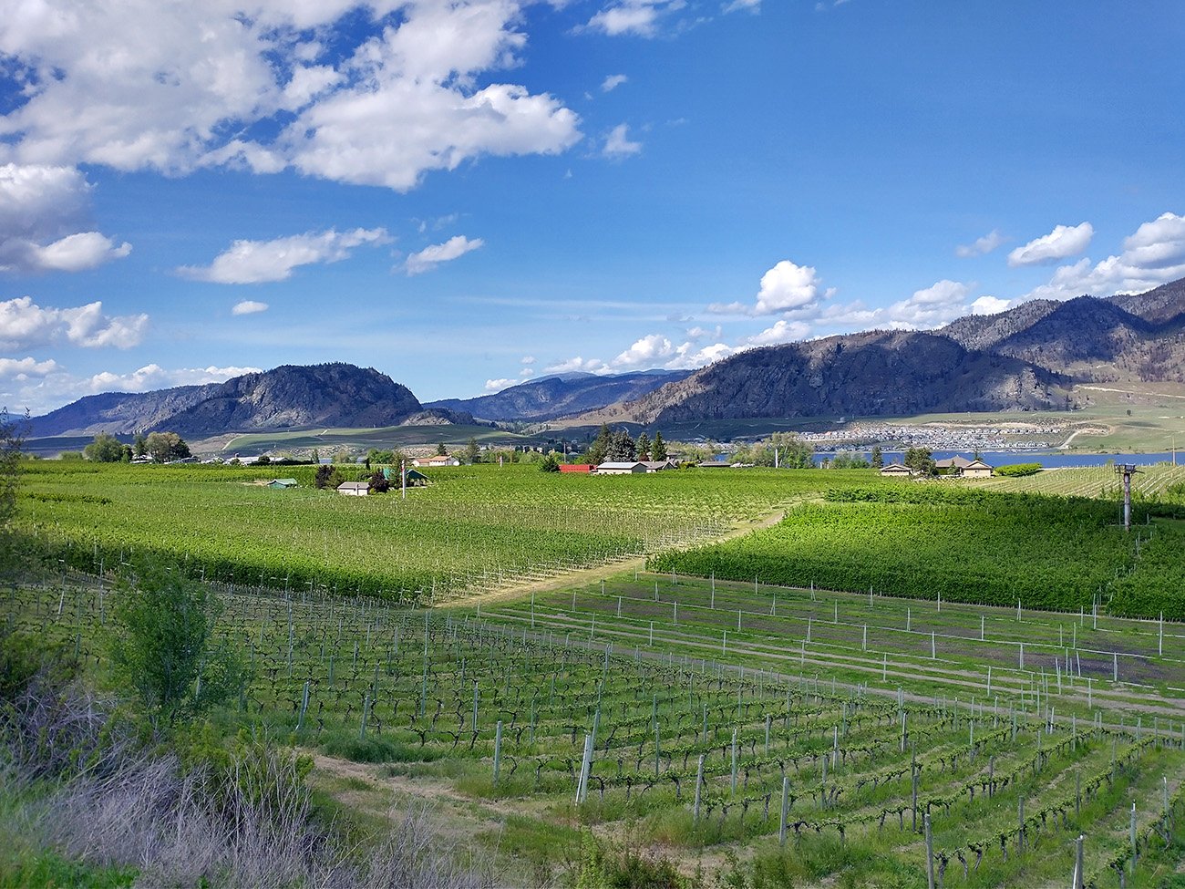 The entire river is flanked by these gorgeous vineyards and orchards Quite a unique sight in Canada.