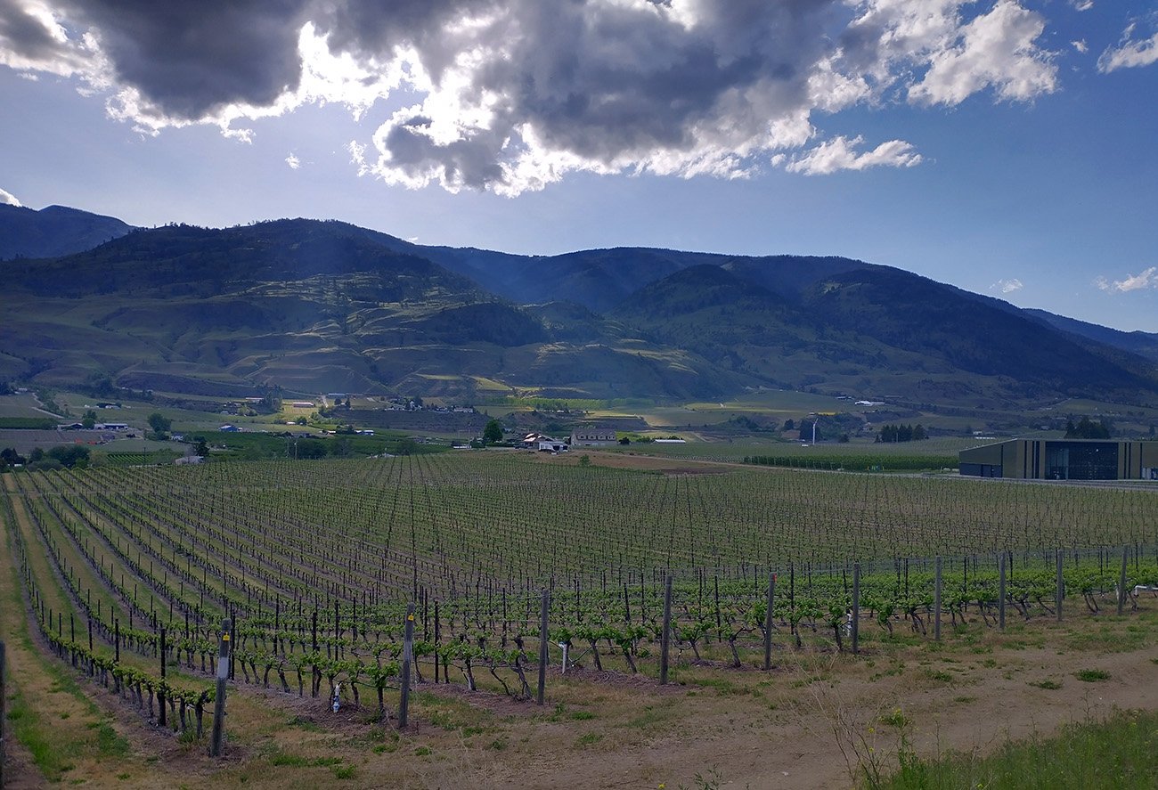 Going back to Osoyoos in the evening, along more vineyards.