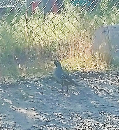 This town is also Quail infested. My best picture yet...