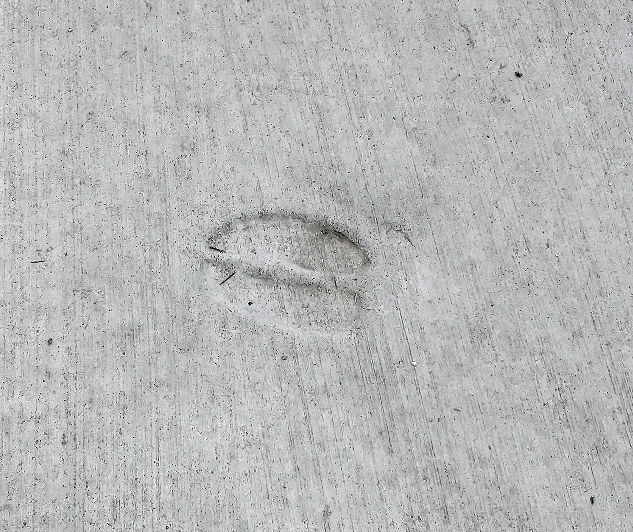 Deer vandalism in the sidewalk concrete. 