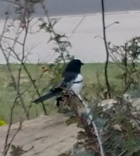 Magpie. I wish my phone could take better pictures than this :(