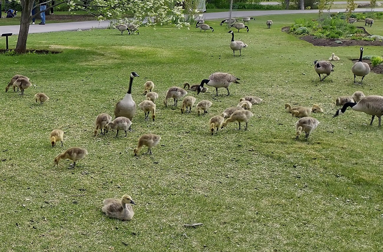 Many parts of town are overrun with herds of Geese.