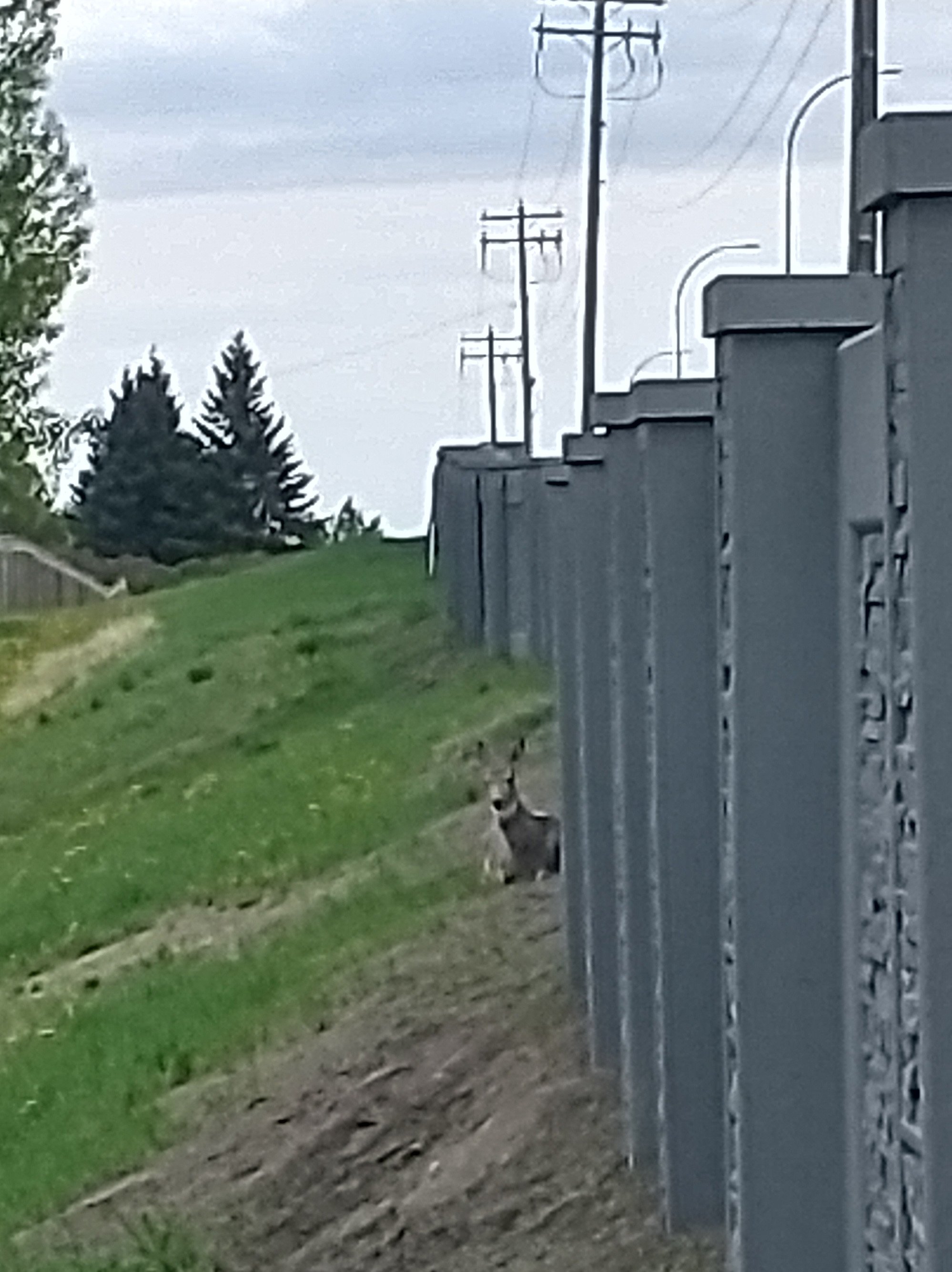 Saw a deer just hiding, waiting for night time to leap in front of a car.
