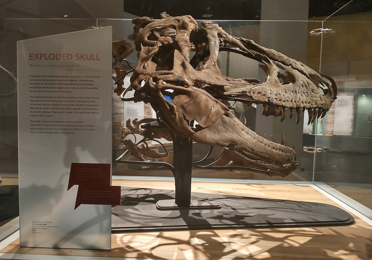 Very cool reconstruction of a dino skull. 