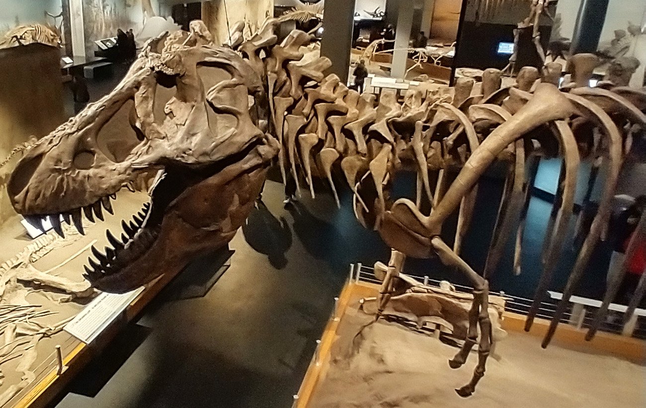 The main dino gallery has a large T-Rex skeleton. That's how you know it's good.