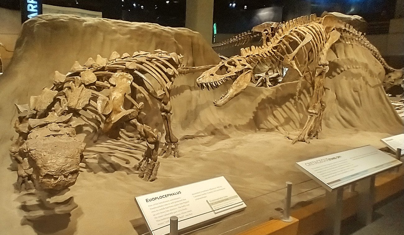 Well preserved plated dinosaur. You can see skin patterns on some of these dinosaurs.