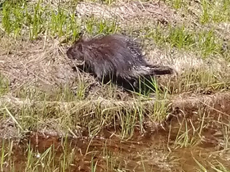 Saw a porcupine cross the road to escape oncoming traffic. Fairly rare sight!