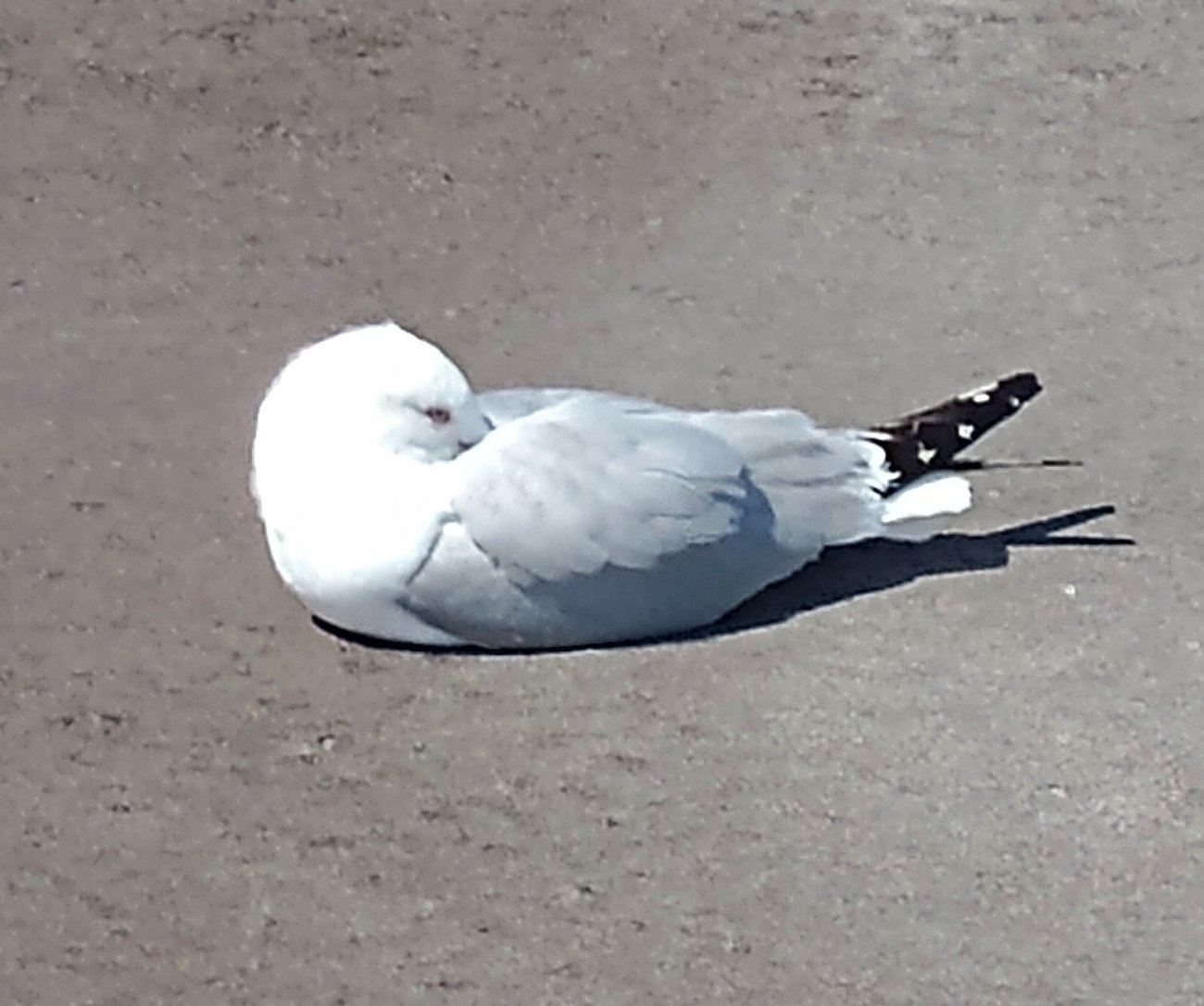 Caught this gull sleeping on the pier. People must feed them a lot because they really didn't care about my being here.