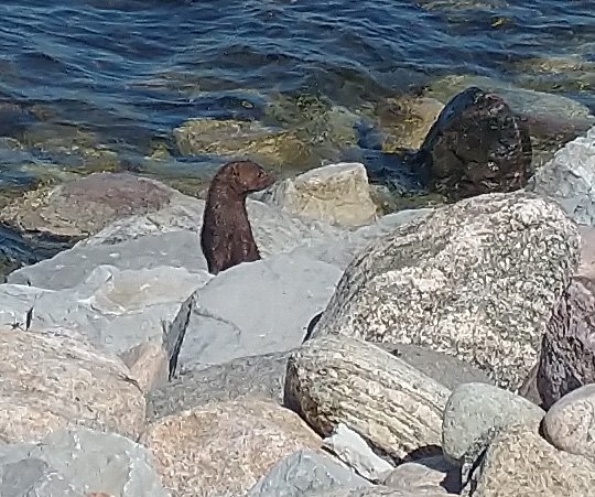 I saw this Mink running around the rocks on the lakeshore. I SEE YOU.
