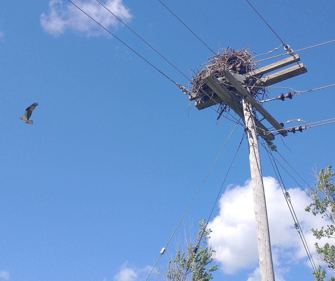 More Osprey nests. 