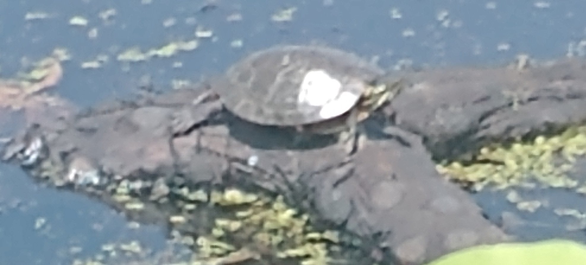 If you're lucky you can see some turtles taking a sun bath.