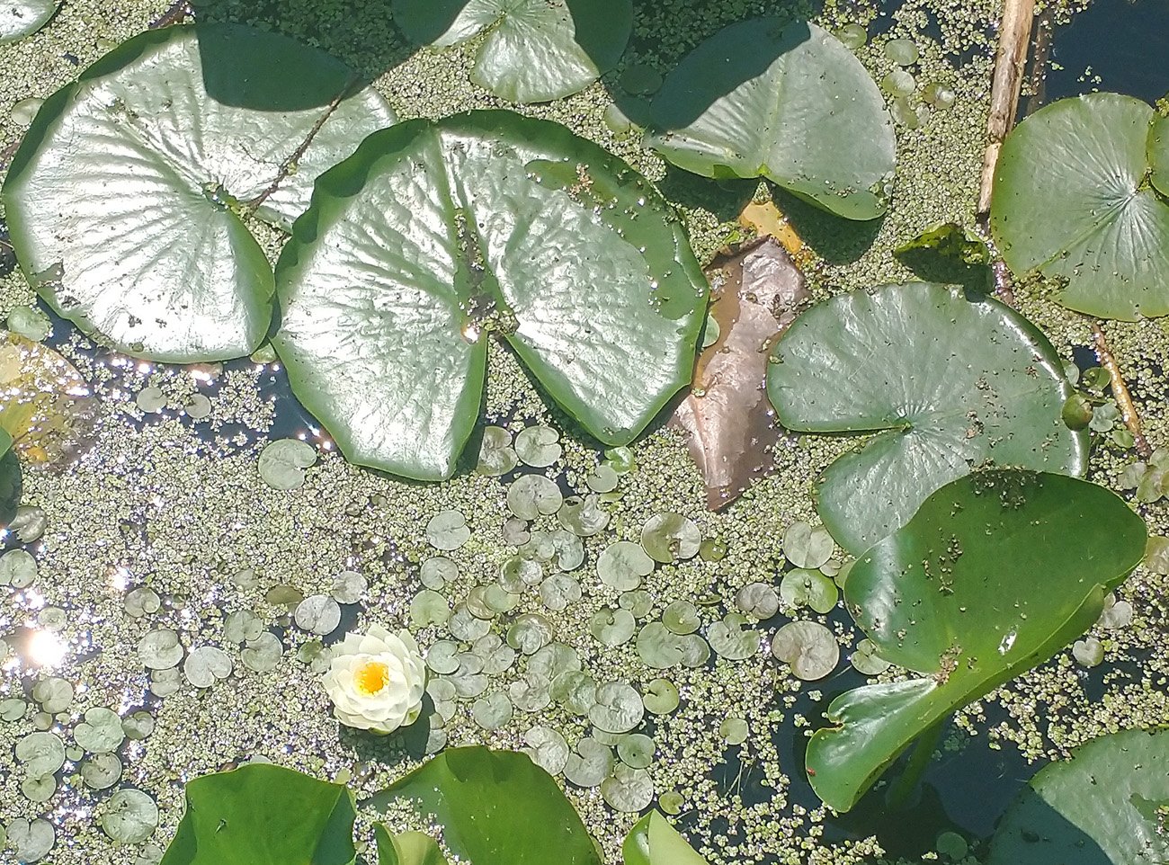 What makes you a pond is that you're covered in Water Lillies