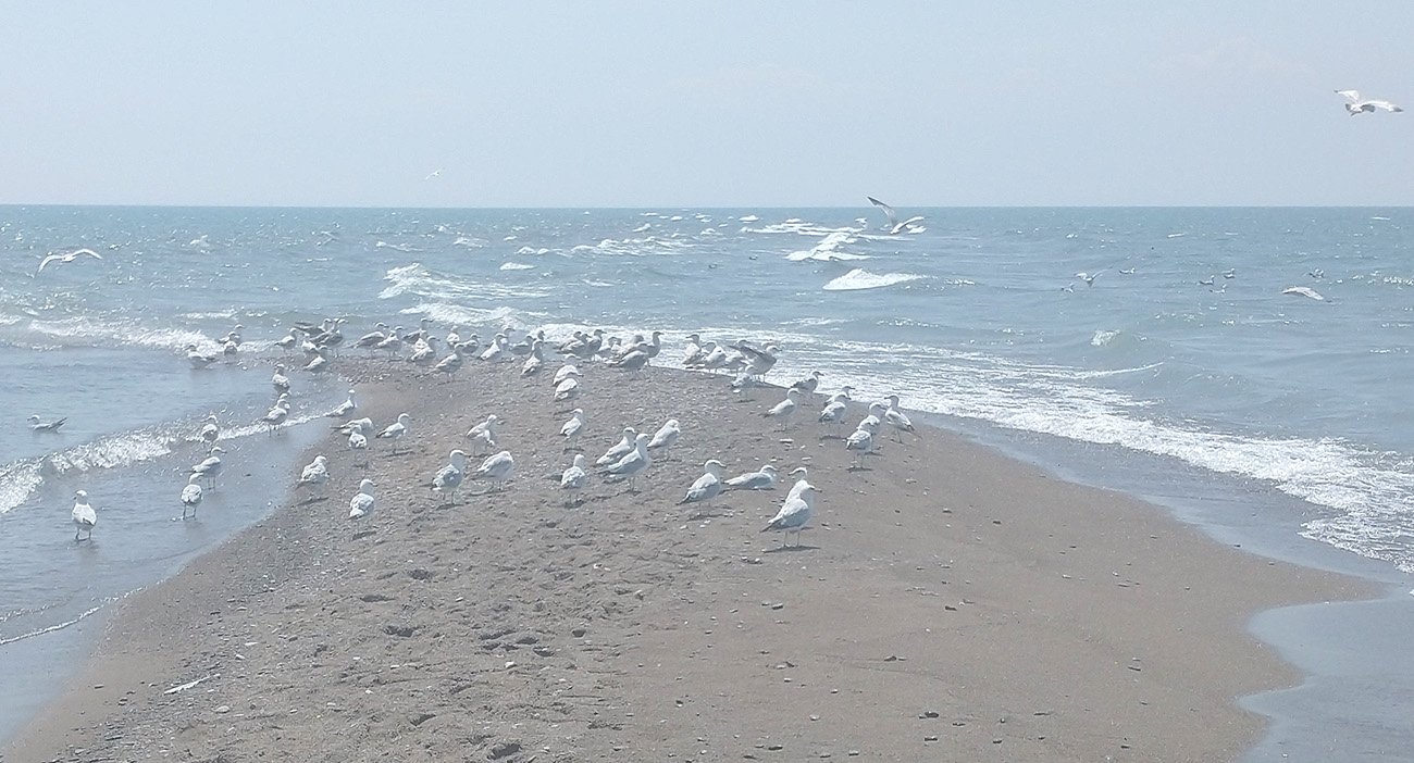Seagulls hogging the spot, as usual. Just no shame.