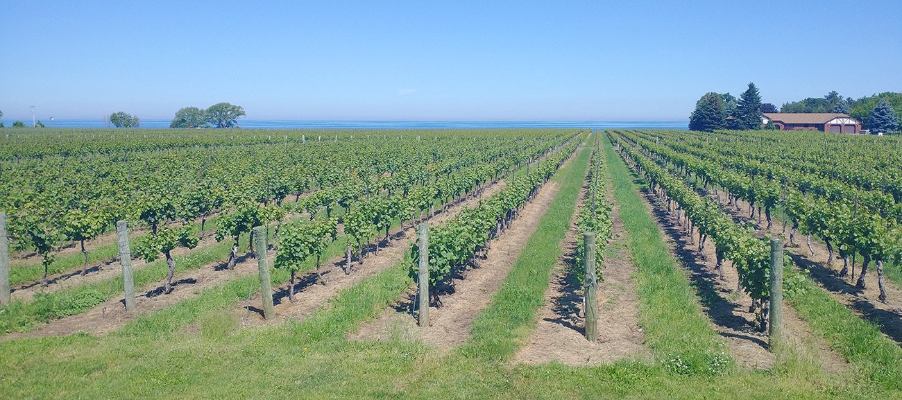 Sweet view of lake Ontario behind one of these vineyards.