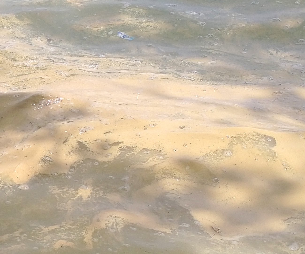 The water had this long streak of yellowish goop which I assume is tons of pollen that fell in the water.