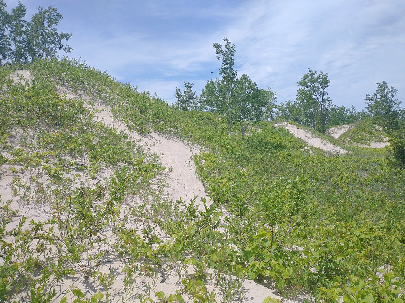 I mean. Dunes with plants growing on them? 2/10 sorry. Where's the restauration guy?