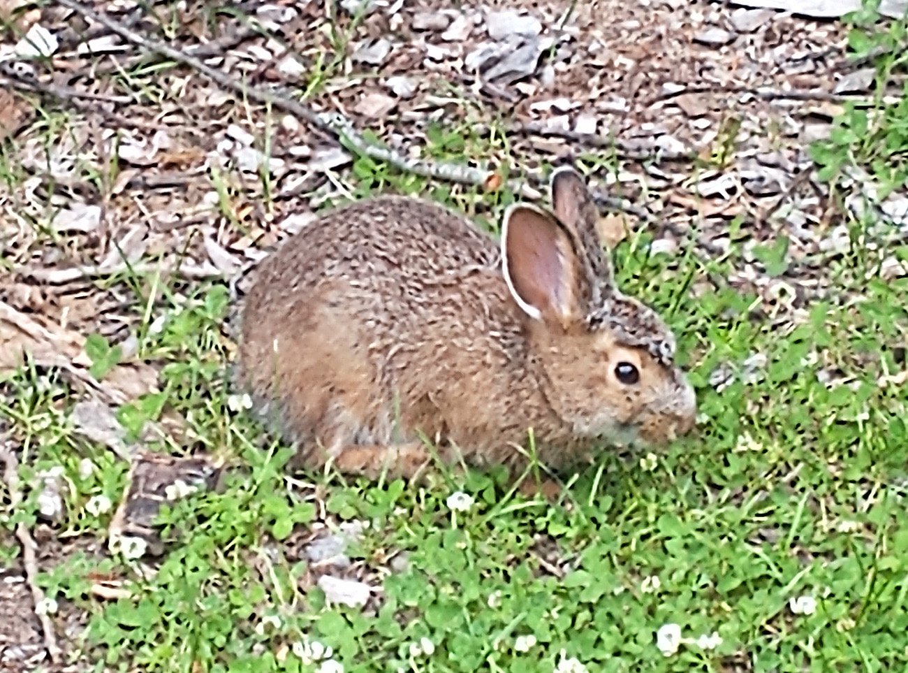 Look at this snowshoe hare just hanging out. 