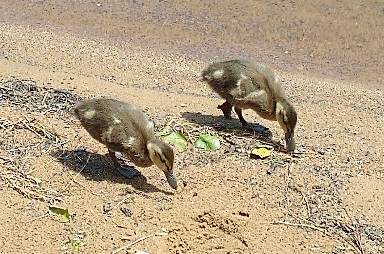Black Ducklings mostly ignoring us. Bet you don't even know what a black duck is DO YOU.