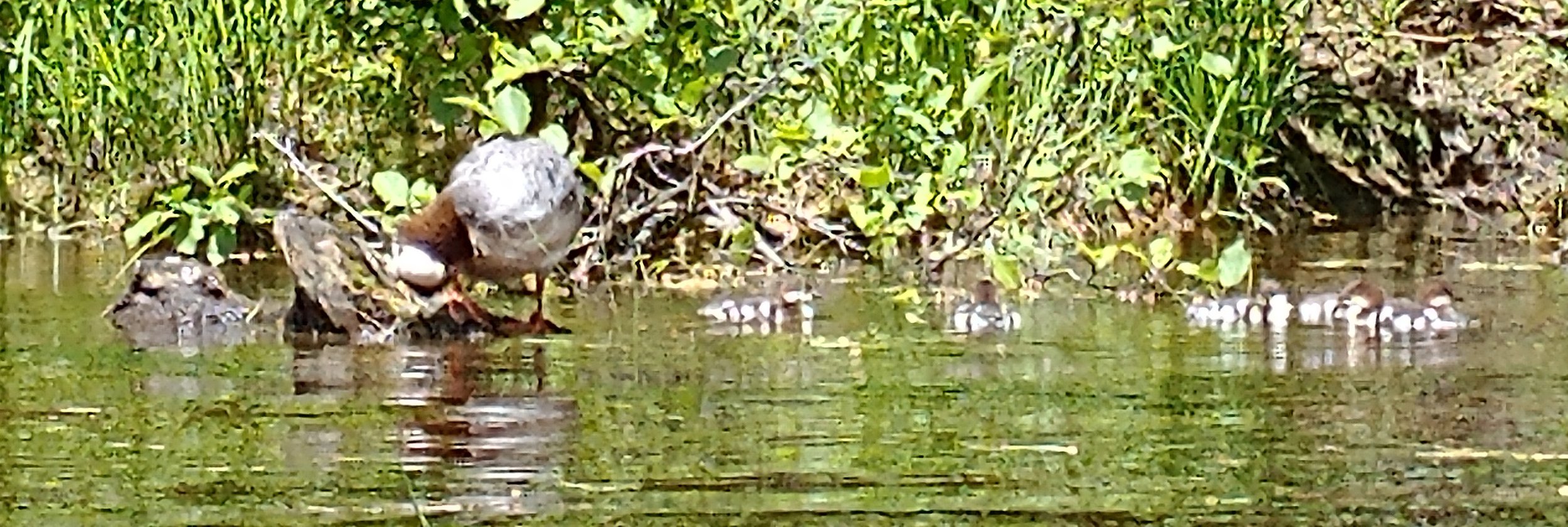 Female goosander and her babies. God damn this camera is bad at small things.