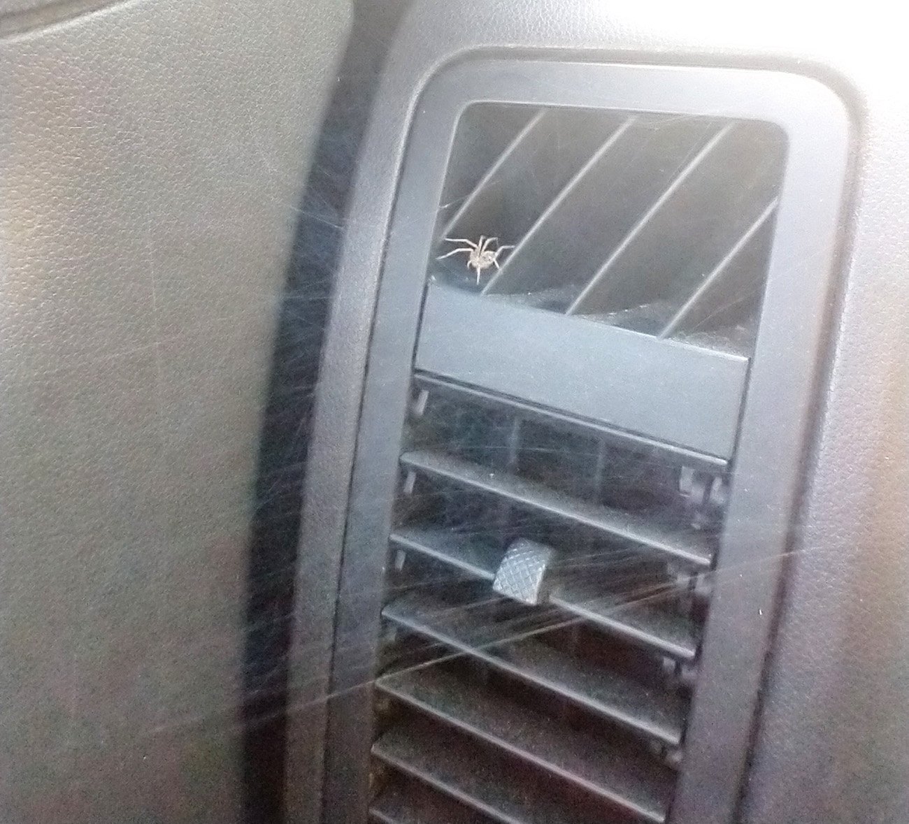 A little house spider snuck into my car and made this web overnight. Did not keep him.