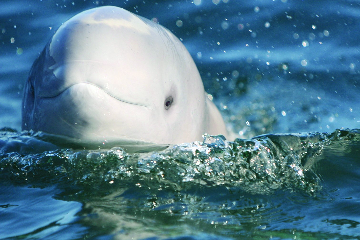 Saw many beluga whales in the distance. ( picture from google... )