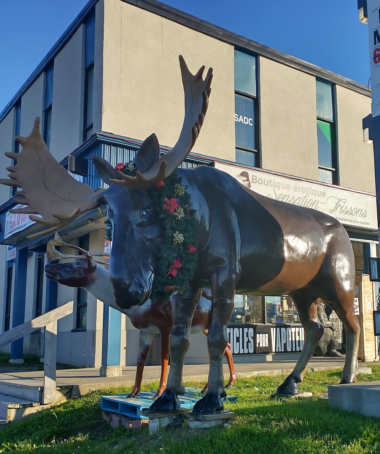 Sex shop moose, town mascot.