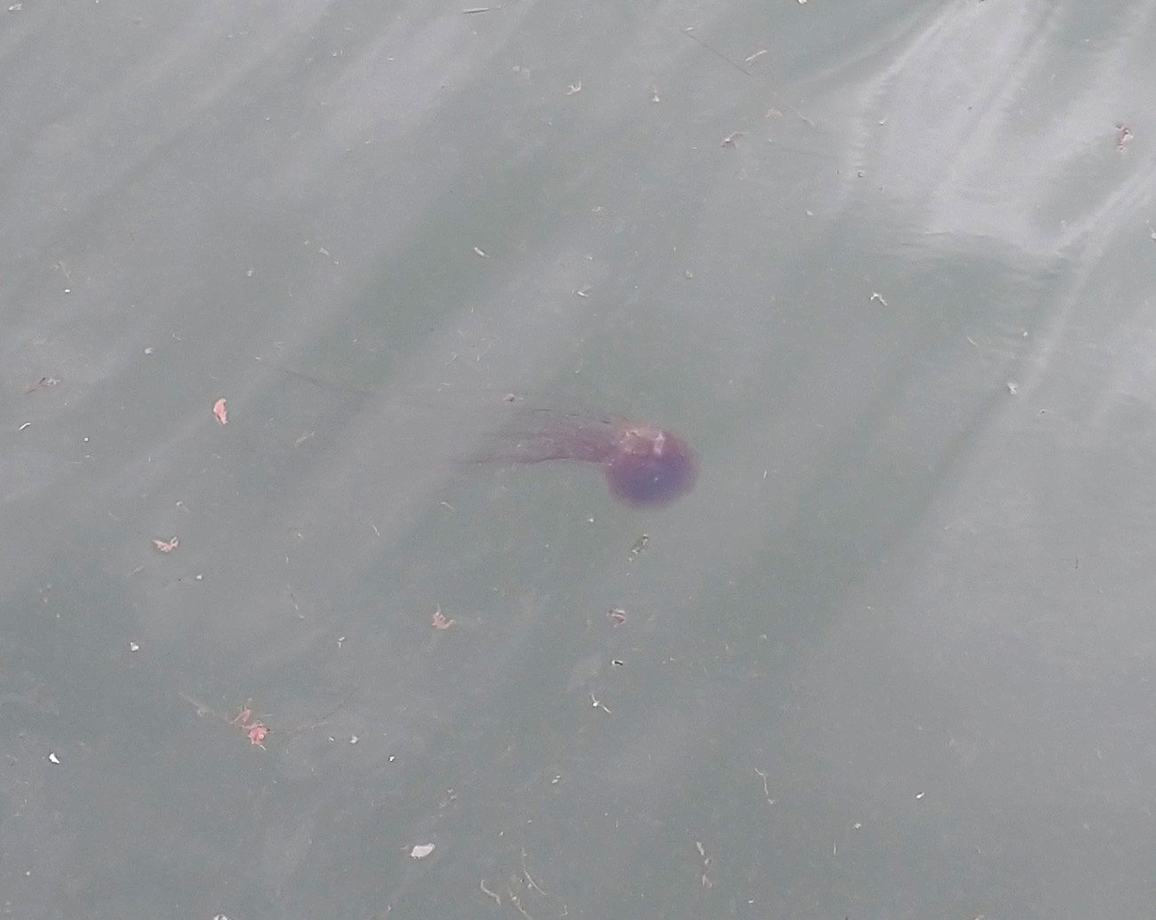 Harbor has these gross brown jellyfishes floating around.  We don't need to throw trash in the ocean, it makes its own.