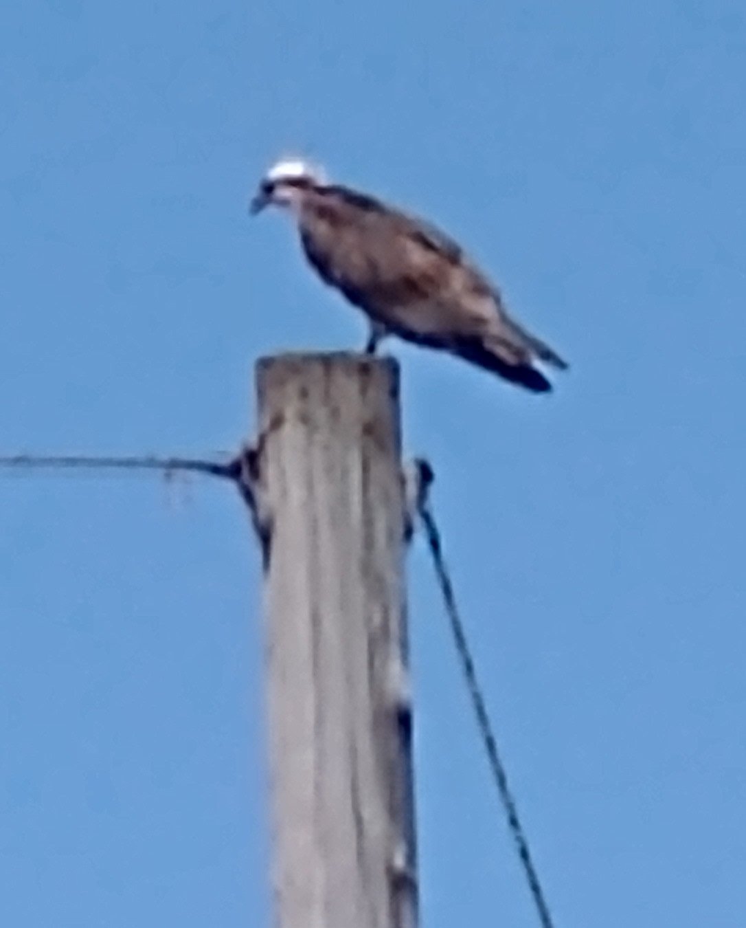 Osprey hanging out on a pole!