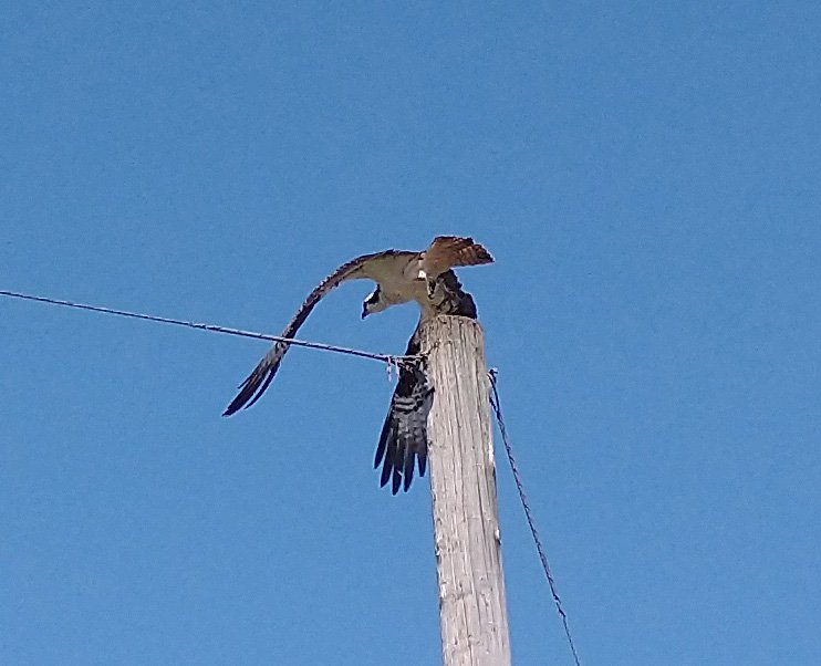 Tried to get closer and he flew away. Like, what do you think I'm going to do, bird? You're 30 feet up on a smooth pole.